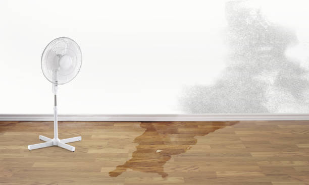 Best Carpet water damage restoration  in Oreana, IL